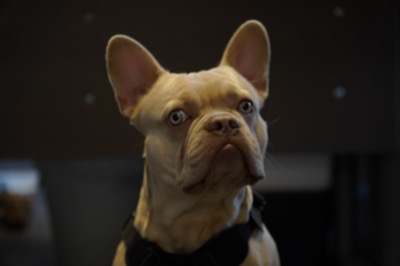 Bertie